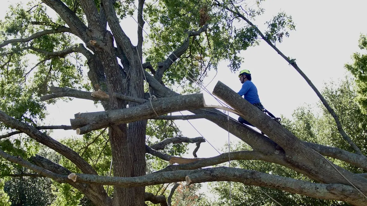 Professional Hazardous Tree Removal performed by certified arborists in Palms