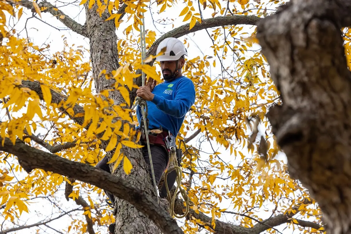 Skilled Tree Pruning crew working in Palms